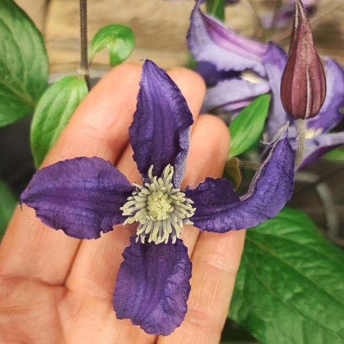 Clematis Jug