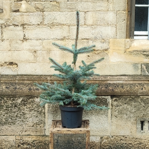 Picea Pungens 'Edith'