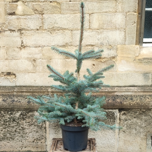Picea Pungens 'Edith'