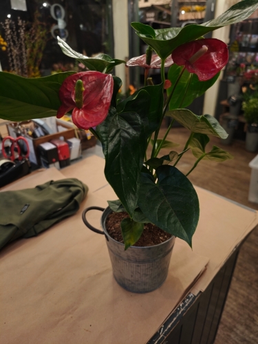 Plant Link for Staci