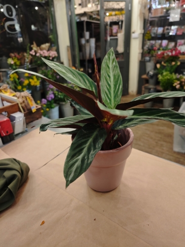 Plant Link for Staci