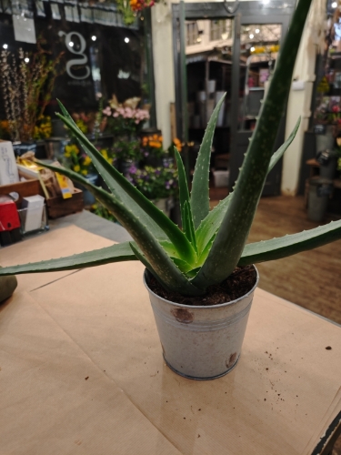 Plant Link for Staci