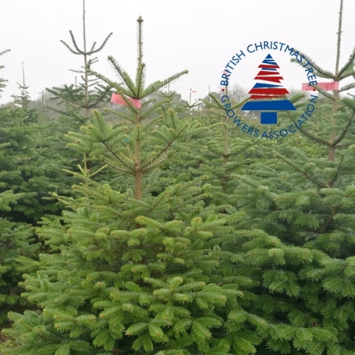 8ft Premium Nordmann Fir Tree