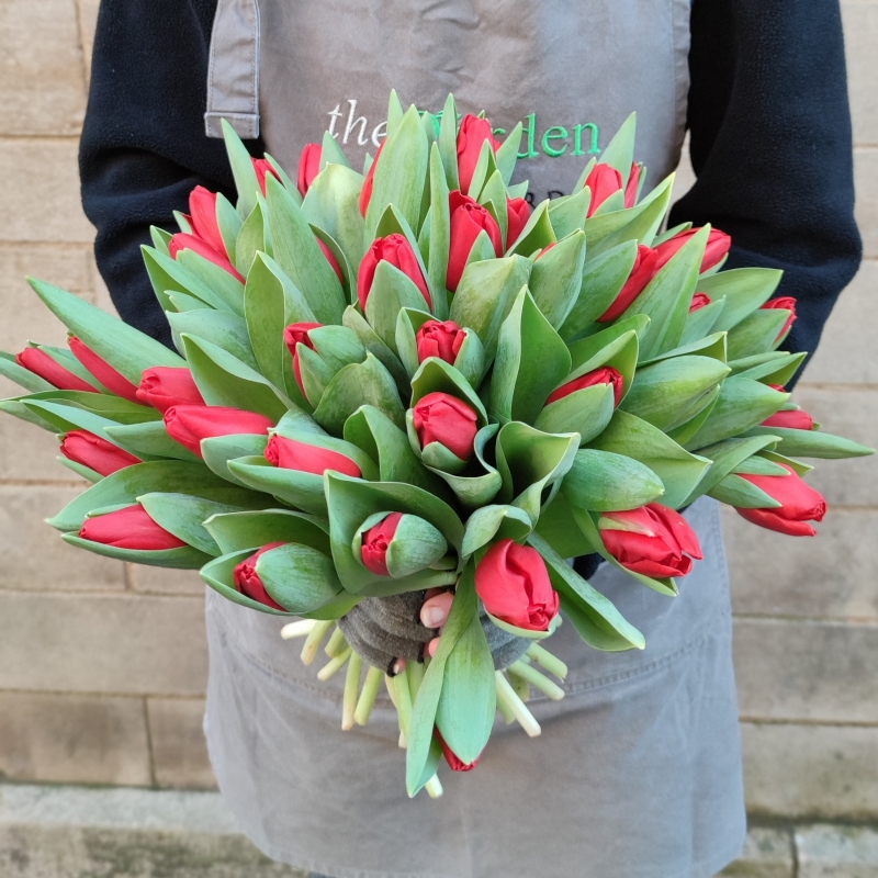 40 Red Dutch Tulips