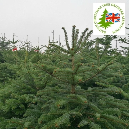 8ft Premium Nordmann Fir Tree