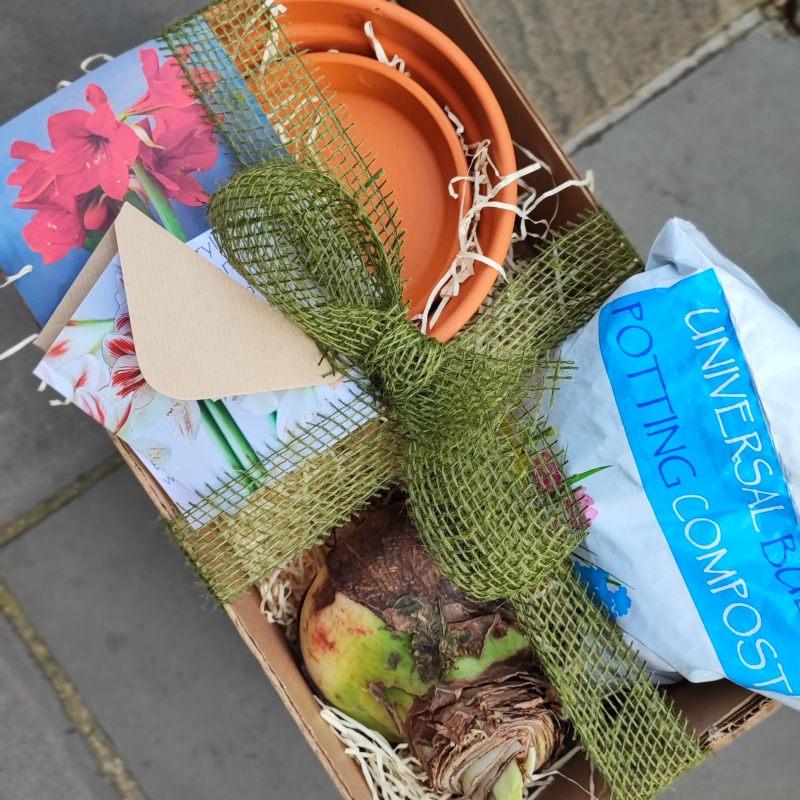 Amaryllis Kit Gift