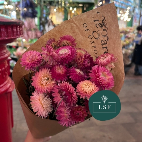 Dried Helichrysum Pink