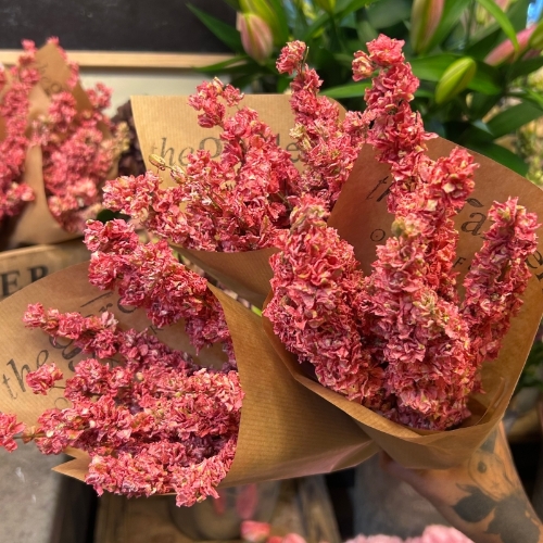 Dried Larkspur   Pink