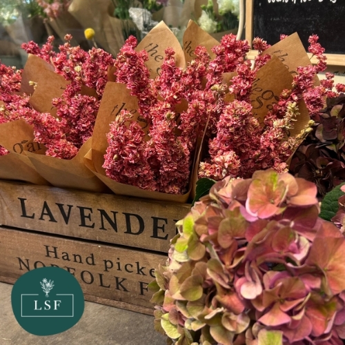 Dried Larkspur   Pink