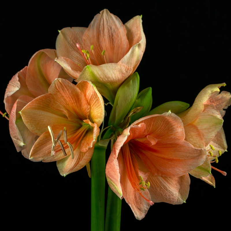 Extra Large Desire Amaryllis Bulb