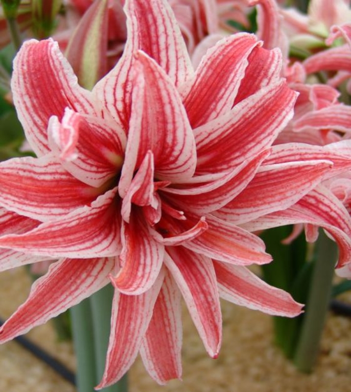 Extra Large Doublet Amaryllis Bulb