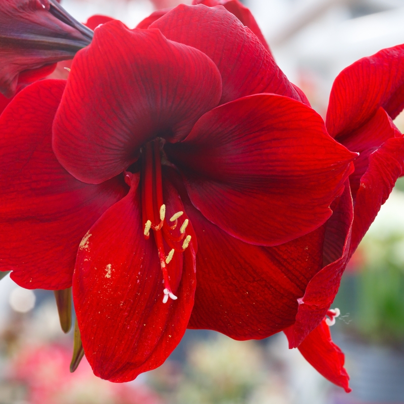 Extra Large Fireball Amaryllis Bulb