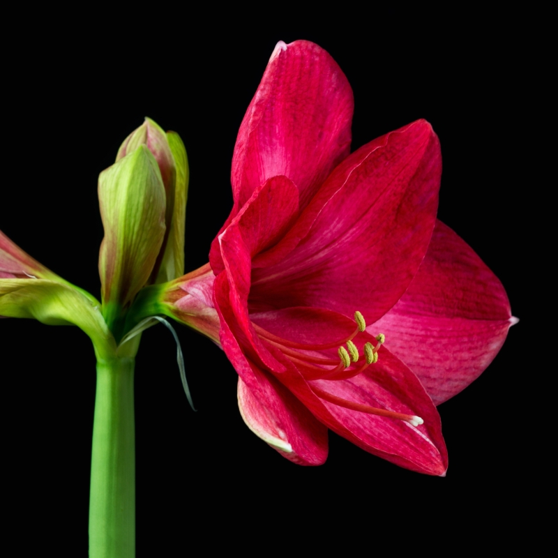 Extra Large Hercules Amaryllis Bulb