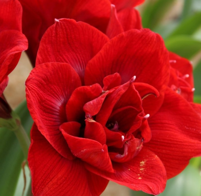 Extra Large Velvet Nymph Amaryllis Bulb