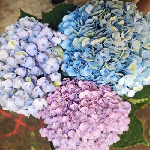 Hydrangea payment for William