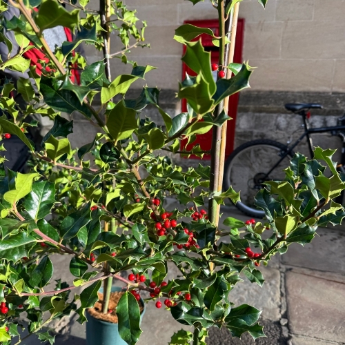Holly Tree Ilex Aquifolium