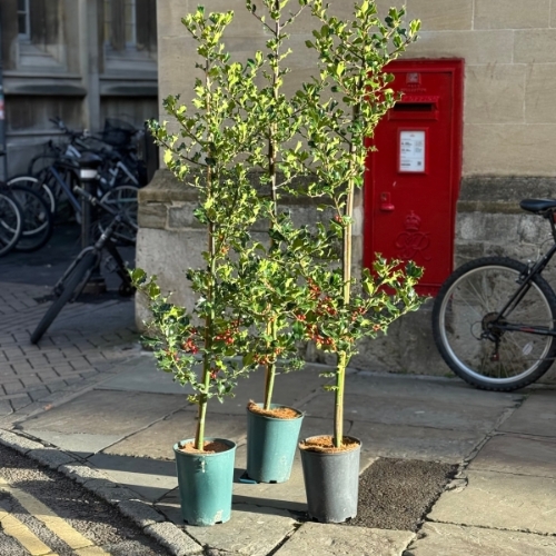 Holly Tree Ilex Aquifolium