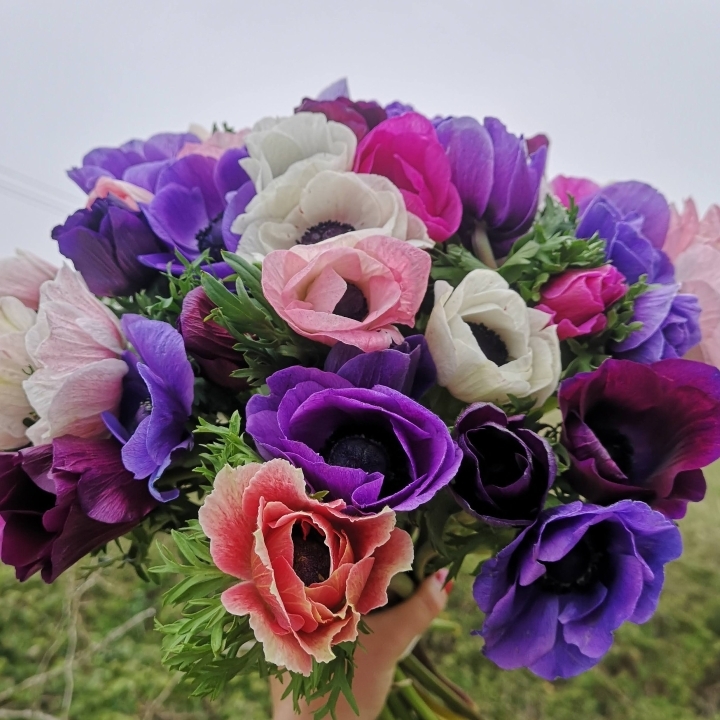 Mixed Anemone Bouquet