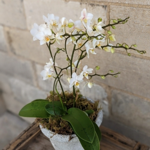 Orchid Planter