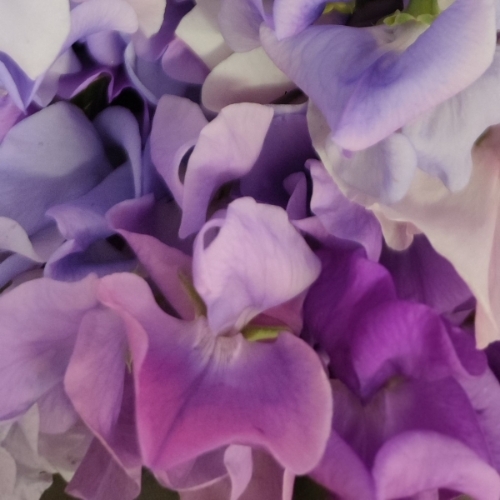 Payment link for Simon