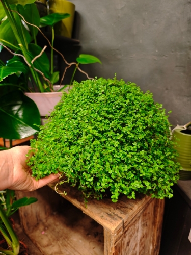 Plant in pot for M H