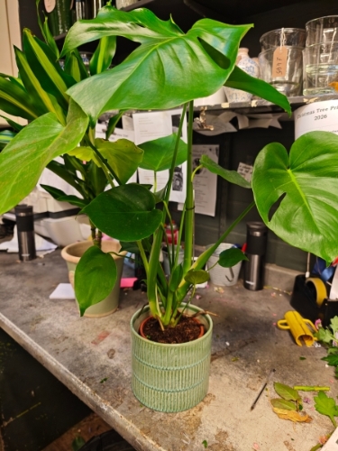 Plant in pot for M H