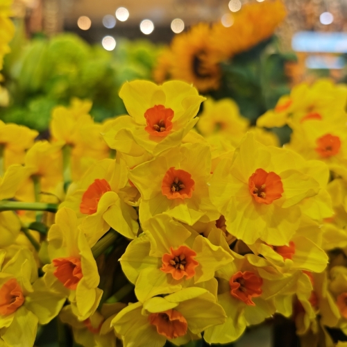 Scented Scilly Isle Narcissi Jug