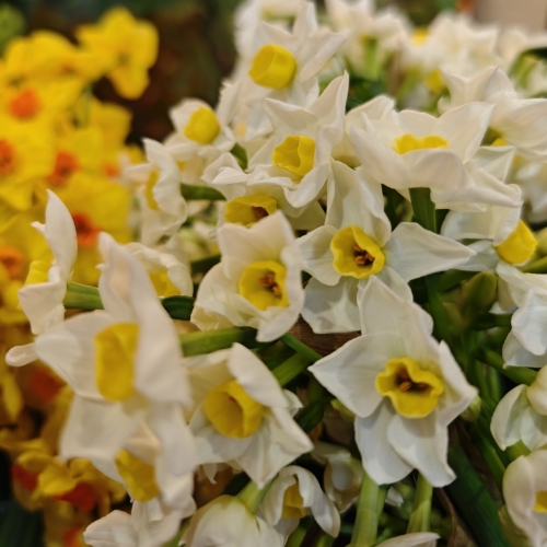 Scented Scilly Isle Narcissi Jug