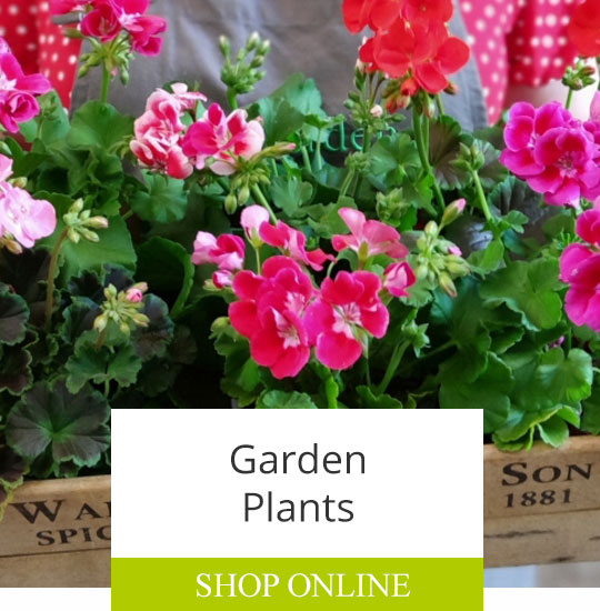 The Garden Of Oxford For Great British Flowers